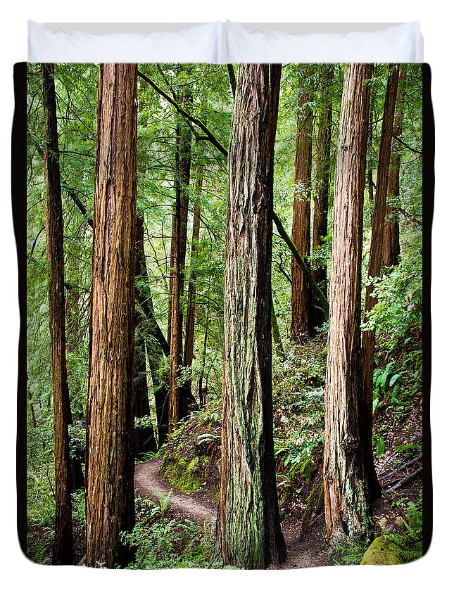 Tree Duvet Cover featuring the photograph Muir Woods by Niels Nielsen