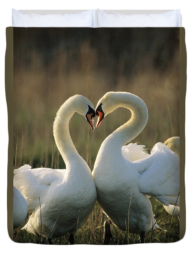 00277699 Duvet Cover featuring the photograph Mute Swans Courting by Flip De Nooyer