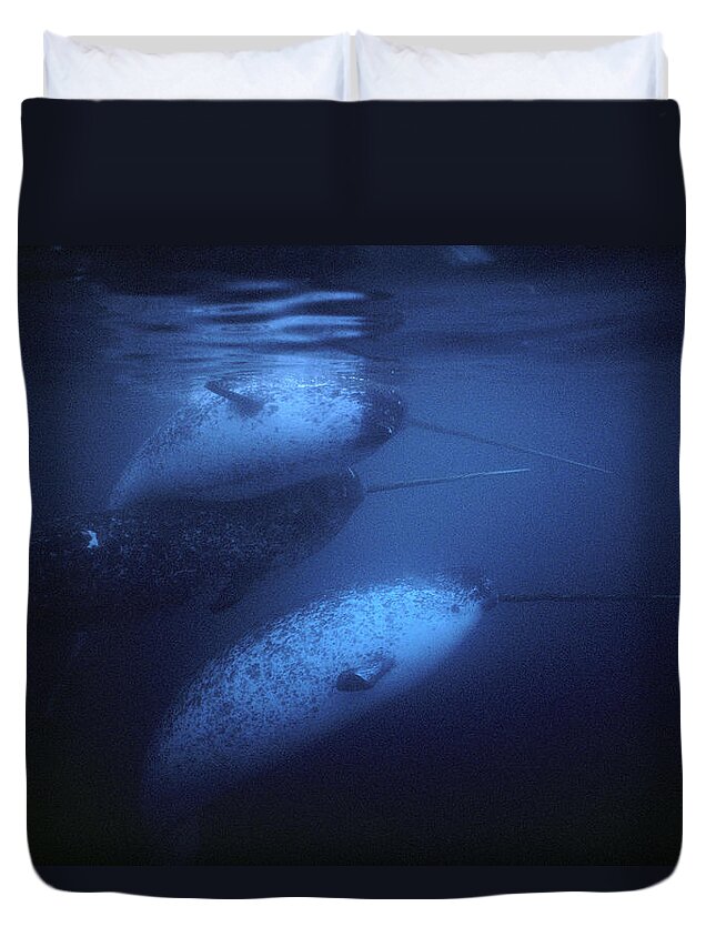 Feb0514 Duvet Cover featuring the photograph Narwhal Males Underwater Baffin Isl by Flip Nicklin