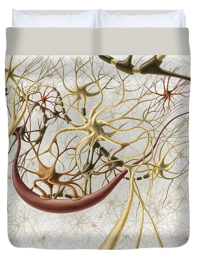 Anatomy Duvet Cover featuring the photograph Neurons, Illustration by QA International