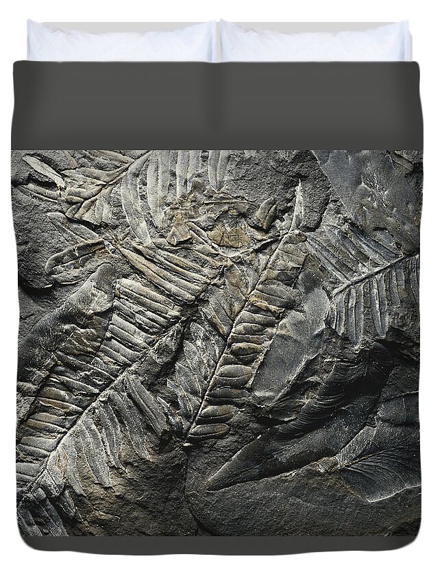 Alethopteris Duvet Cover featuring the photograph Neuropteris And Alethopteris by Theodore Clutter