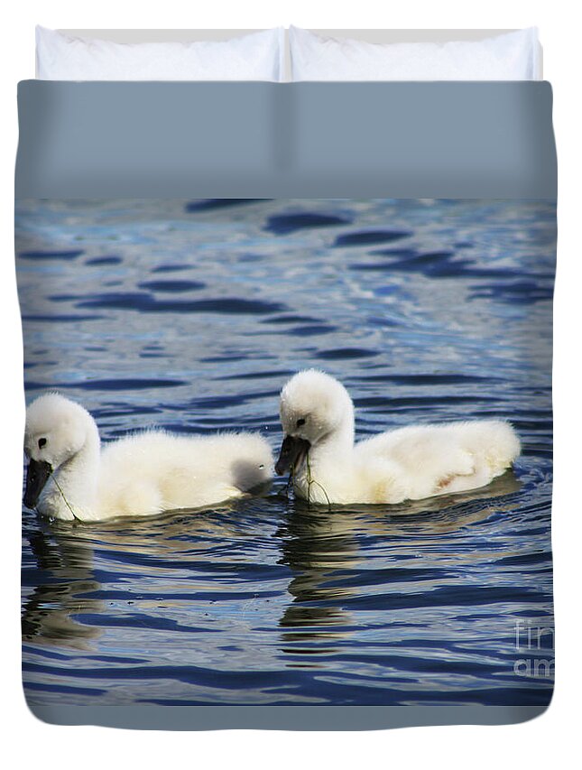 Swans Duvet Cover featuring the photograph Newborn Mute Swans by Alyce Taylor