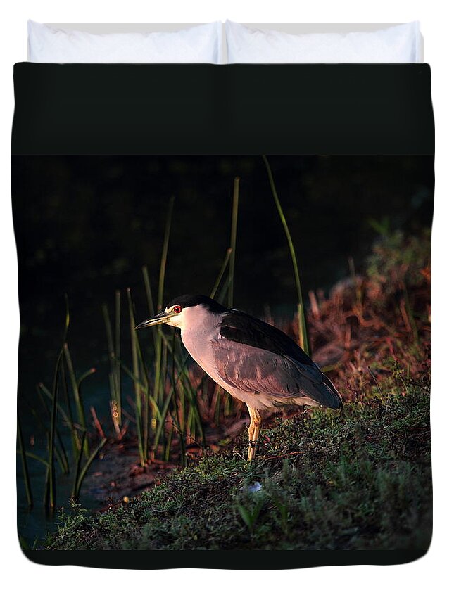 Night Heron Duvet Cover featuring the photograph Night Heron by Duncan Selby