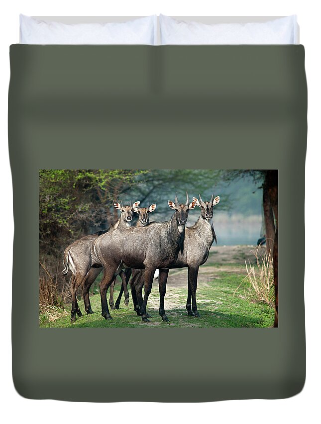 Horned Duvet Cover featuring the photograph Nilgai by Photography By Masood Hussain