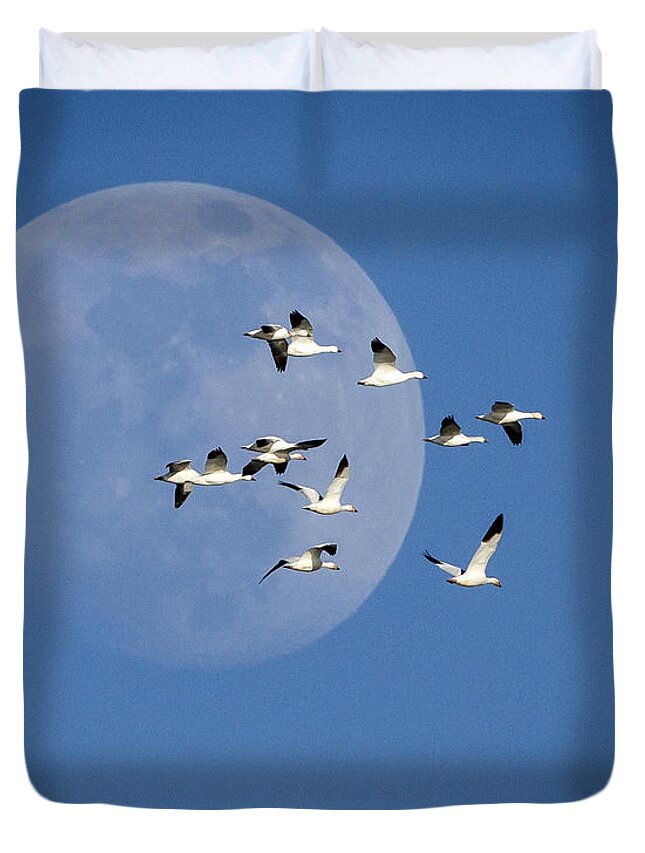 Snow Geese Duvet Cover featuring the photograph North Bound by Jack Bell