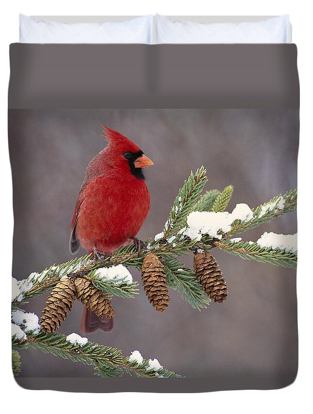 00447547 Duvet Cover featuring the photograph Cardinal and Pine Cones by Steve Gettle