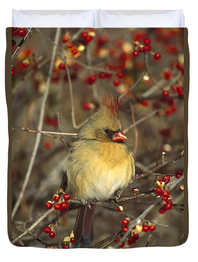 Feb0514 Duvet Cover featuring the photograph Northern Cardinal Female In Bittersweet by Tom Vezo
