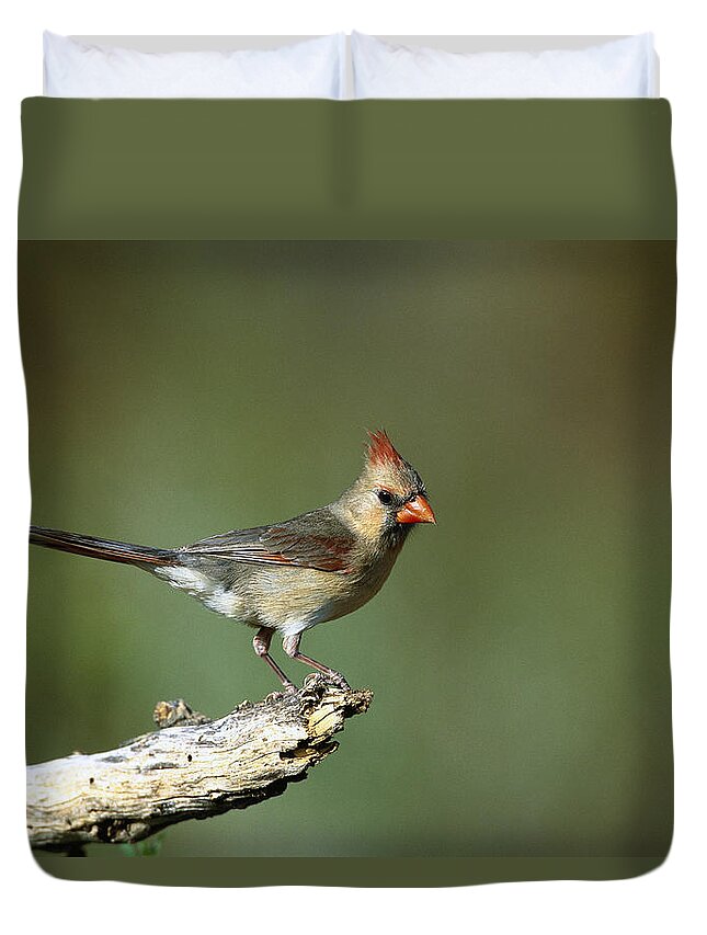 Feb0514 Duvet Cover featuring the photograph Northern Cardinal Female Texas by Tom Vezo
