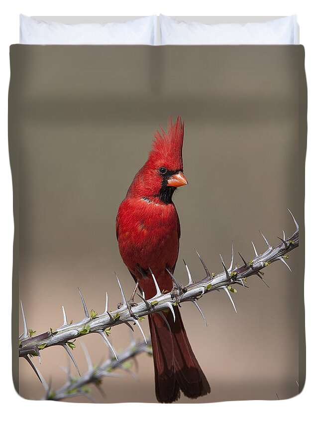 Feb0514 Duvet Cover featuring the photograph Northern Cardinal Male Arizona by Tom Vezo