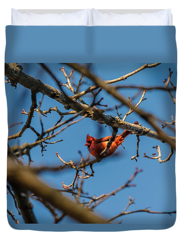 Cardinal Duvet Cover featuring the photograph Northern Cardinal by SAURAVphoto Online Store