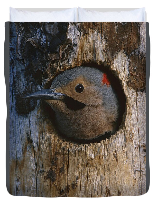 Feb0514 Duvet Cover featuring the photograph Northern Flicker In Nest Cavity Alaska by Michael Quinton