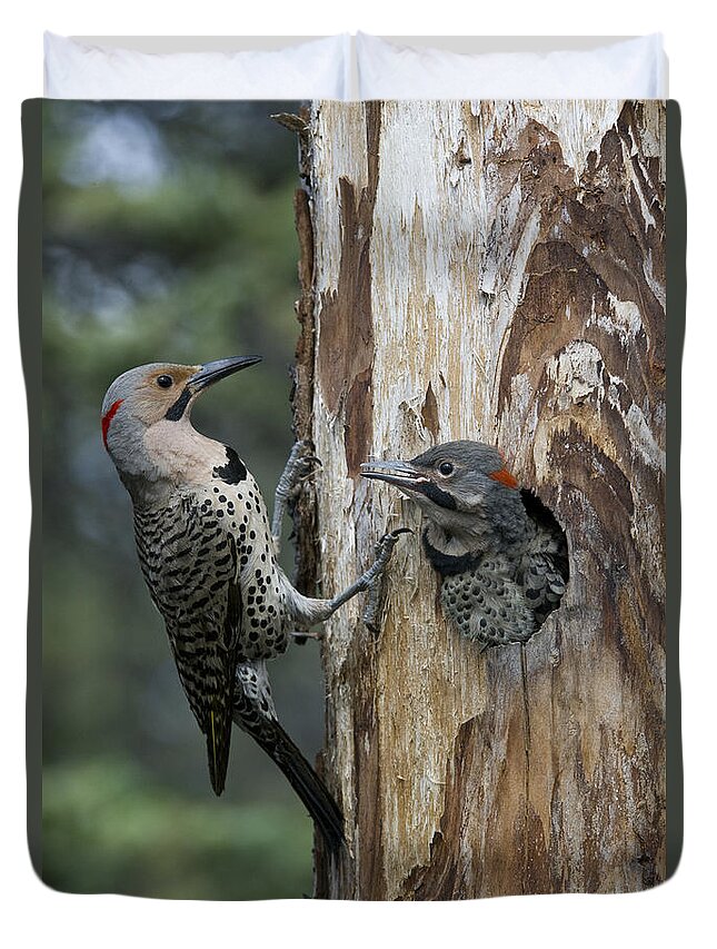 Michael Quinton Duvet Cover featuring the photograph Northern Flicker Parent At Nest Cavity by Michael Quinton