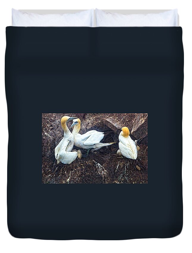 Northern Gannet Duvet Cover featuring the photograph Northern Gannets by Perla Copernik