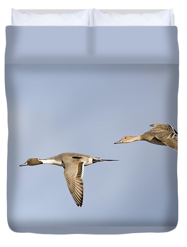 Flpa Duvet Cover featuring the photograph Northern Pintails Flying Gloucestershire by Dickie Duckett