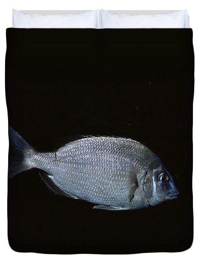 Actinopterygii Duvet Cover featuring the photograph Northern Porgy Or Scup by Carleton Ray