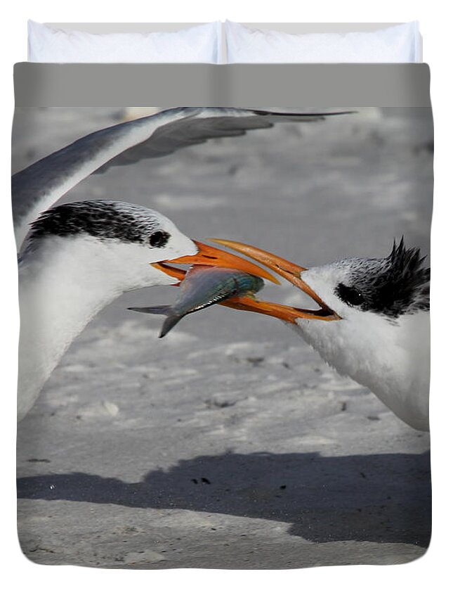 Royal Tern Duvet Cover featuring the photograph Nothing Says I Love You Like a Fish by Meg Rousher