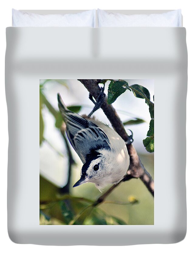 Nuthatch Duvet Cover featuring the photograph Nuthatch 623 by Gene Tatroe