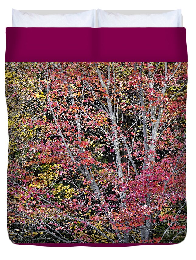 Fall Duvet Cover featuring the photograph October Woods by Alan L Graham