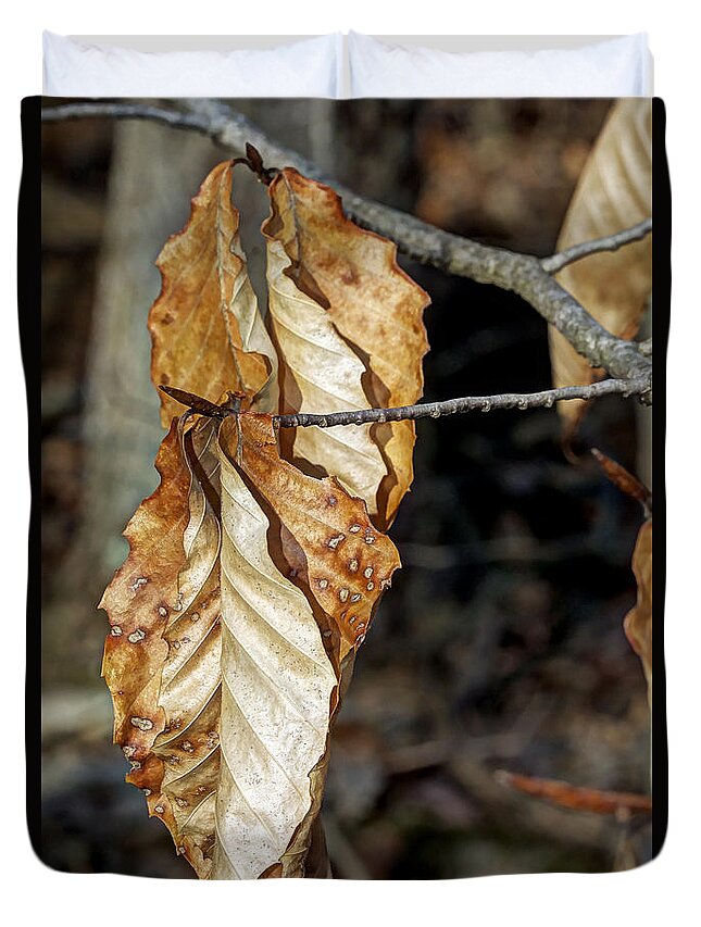 Beech Duvet Cover featuring the photograph Old Leaves New Buds by Carol Senske