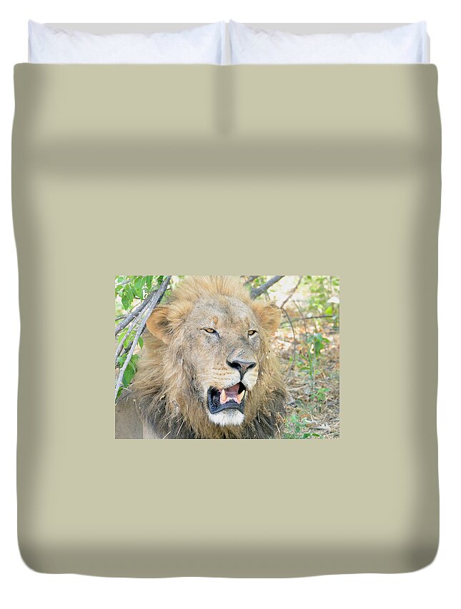 Botswana Duvet Cover featuring the photograph A Lion Talks by Tom Wurl