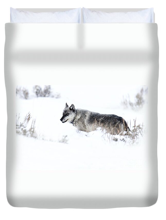 Gray Wolf Duvet Cover featuring the photograph Ole Blue Eyes by Deby Dixon