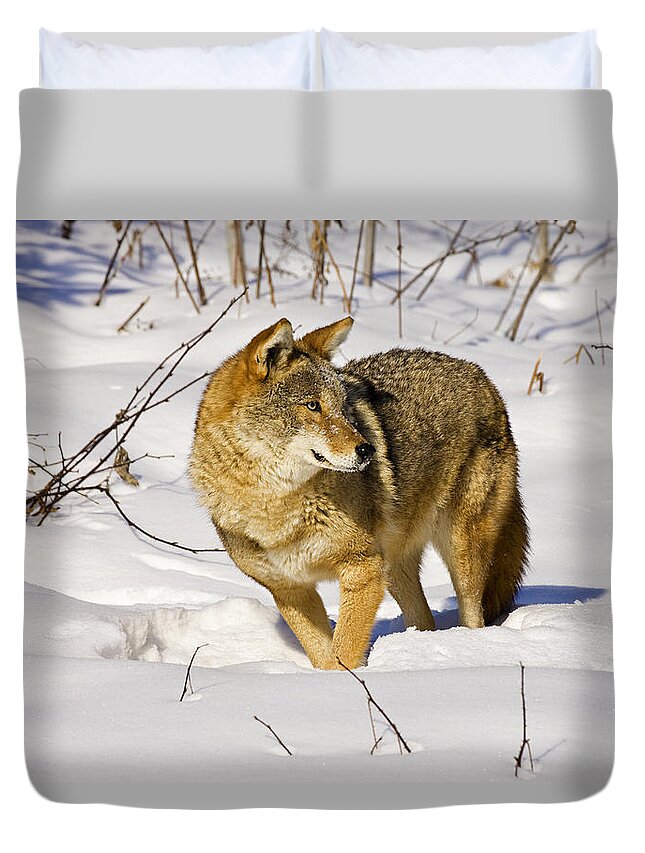 Coyote Duvet Cover featuring the photograph On Alert by Jack Milchanowski