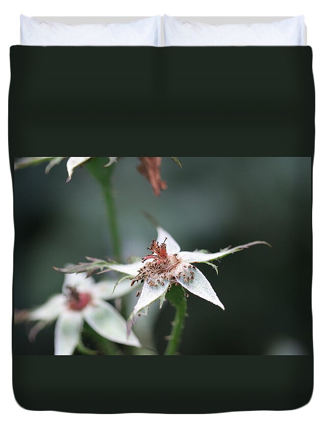 Rose Duvet Cover featuring the photograph Once so Vibrant Rose by Valerie Collins