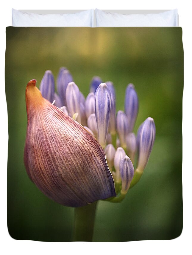Agapanthus Duvet Cover featuring the photograph Only the Beginning by Rona Black