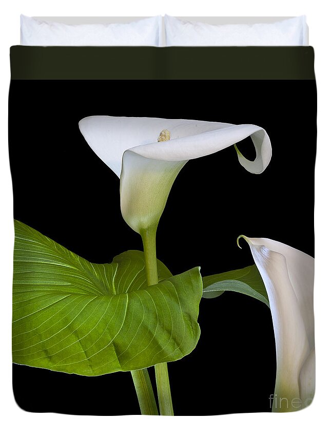 White Calla Duvet Cover featuring the photograph Open white calla lily I by Heiko Koehrer-Wagner