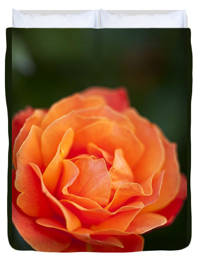 Bloom Duvet Cover featuring the photograph Orange Rose by Brian Jannsen
