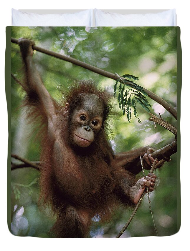 Feb0514 Duvet Cover featuring the photograph Orangutan Infant Hanging Borneo by Konrad Wothe