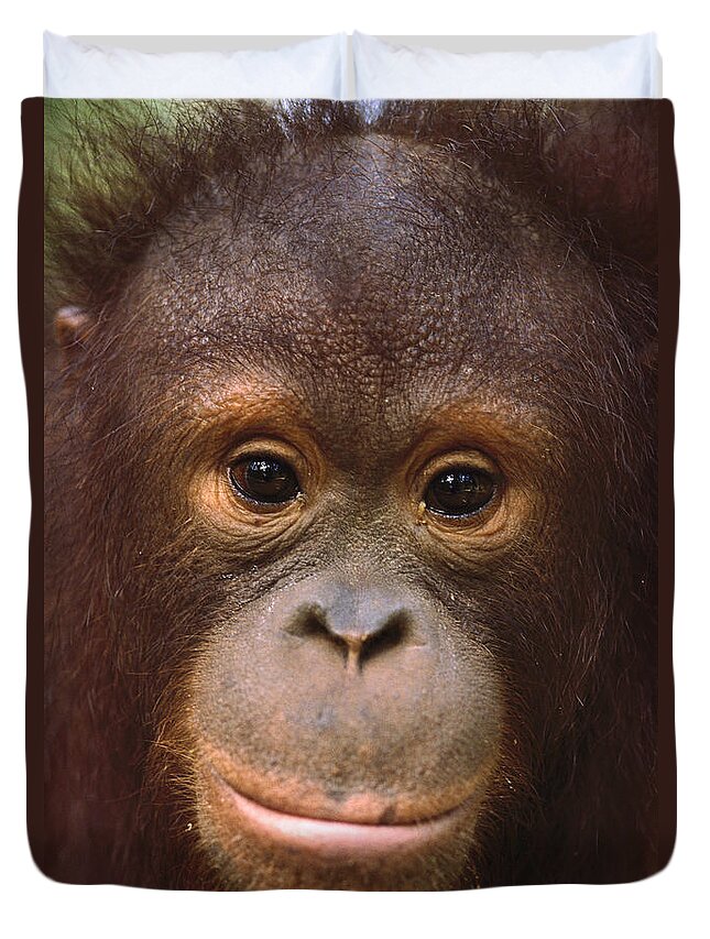 Feb0514 Duvet Cover featuring the photograph Orangutan Juvenile Borneo by Gerry Ellis