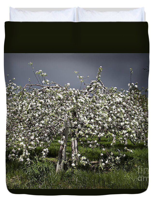 Maine Duvet Cover featuring the photograph Orchard by Karin Pinkham