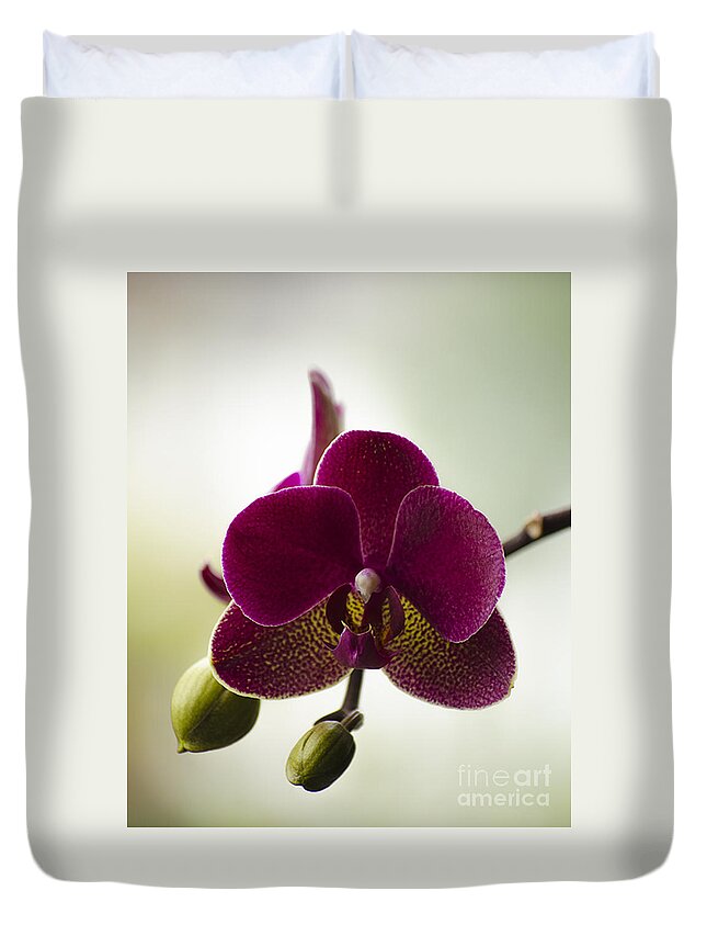 Beauty Duvet Cover featuring the photograph Orchid by Linsey Williams