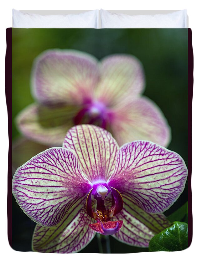 Flowers Duvet Cover featuring the photograph Orchid one by Ken Frischkorn