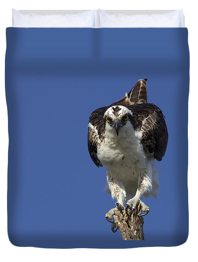 Osprey Duvet Cover featuring the photograph Osprey Photo by Meg Rousher