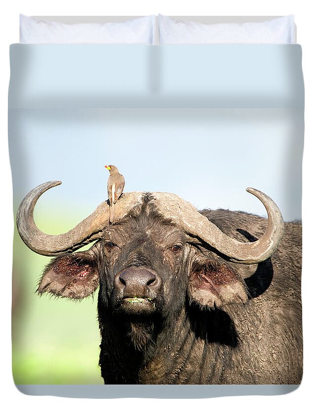Photography Duvet Cover featuring the photograph Oxpecker Perching On The Horn Of A Cape by Animal Images