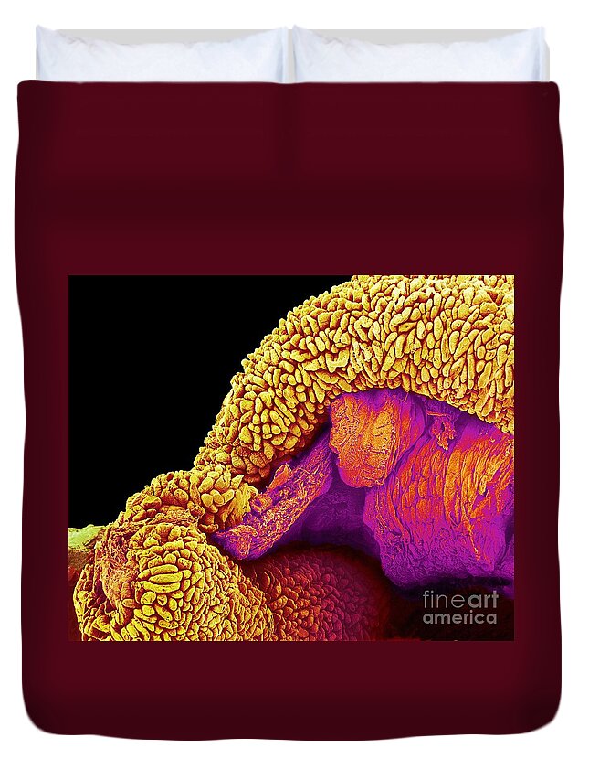 Absorption Duvet Cover featuring the photograph P5200156 - Small intestine SEM by Spl