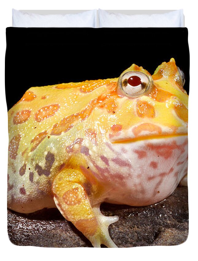 Chacoan Horned Frog Duvet Cover featuring the photograph Pac Man Frog Ceratophrys by David Kenny