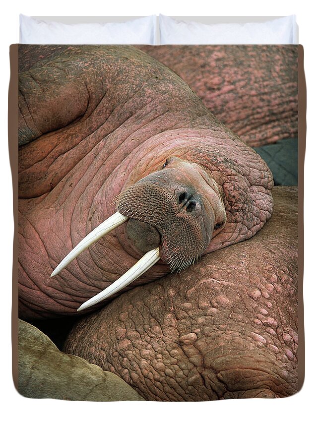 00344073 Duvet Cover featuring the photograph Bull Walrus on Round Island by Yva Momatiuk and John Eastcott