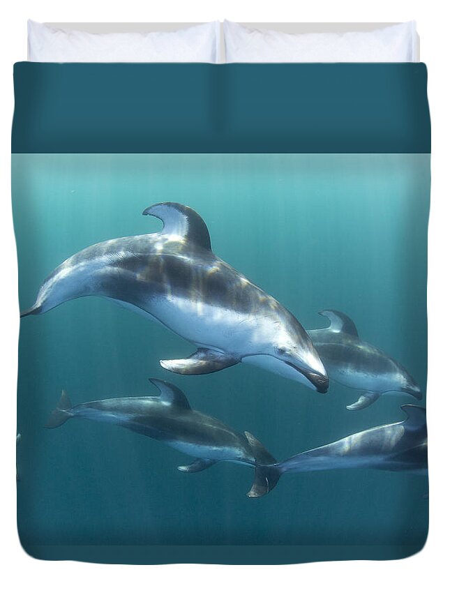 534184 Duvet Cover featuring the photograph Pacific White-sided Dolphin Pod At Nine by Richard Herrmann