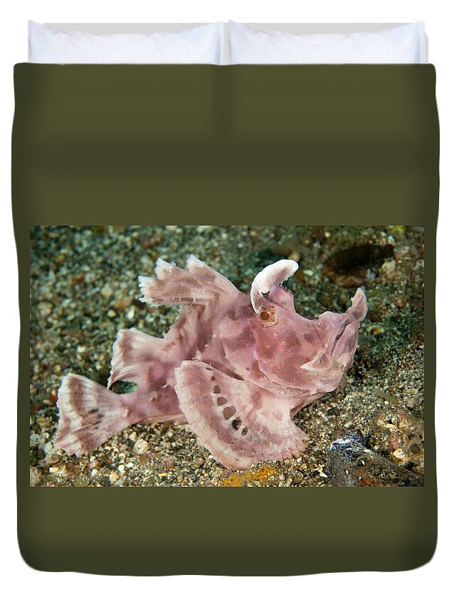 Flpa Duvet Cover featuring the photograph Paddle-flap Scorpionfish Lembeh Straits by Colin Marshall