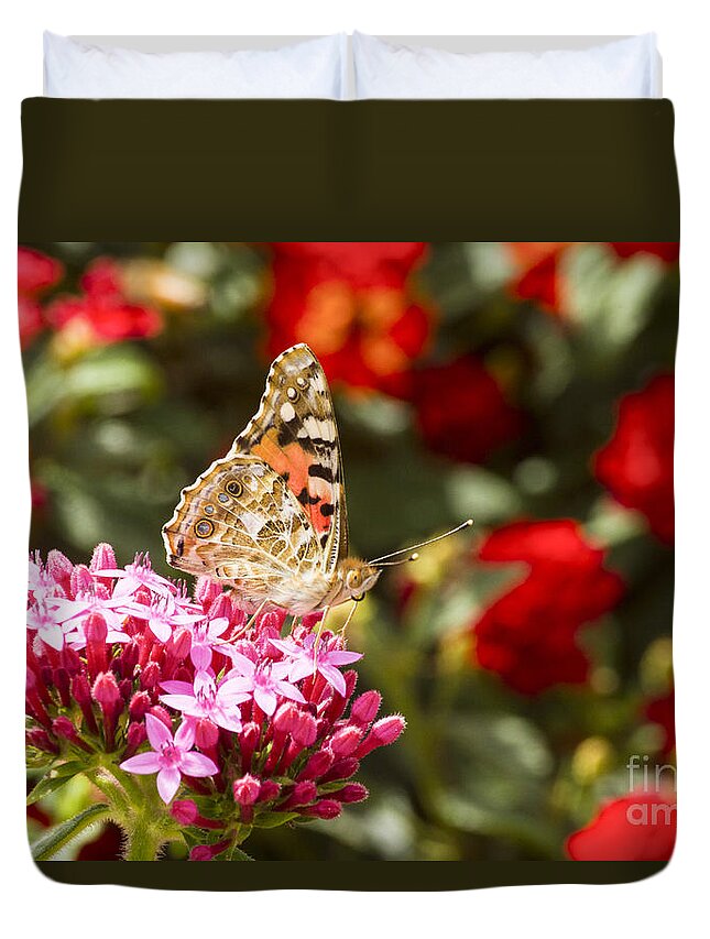 Painted Lady Duvet Cover featuring the photograph Painted Lady Butterfly by Eyal Bartov