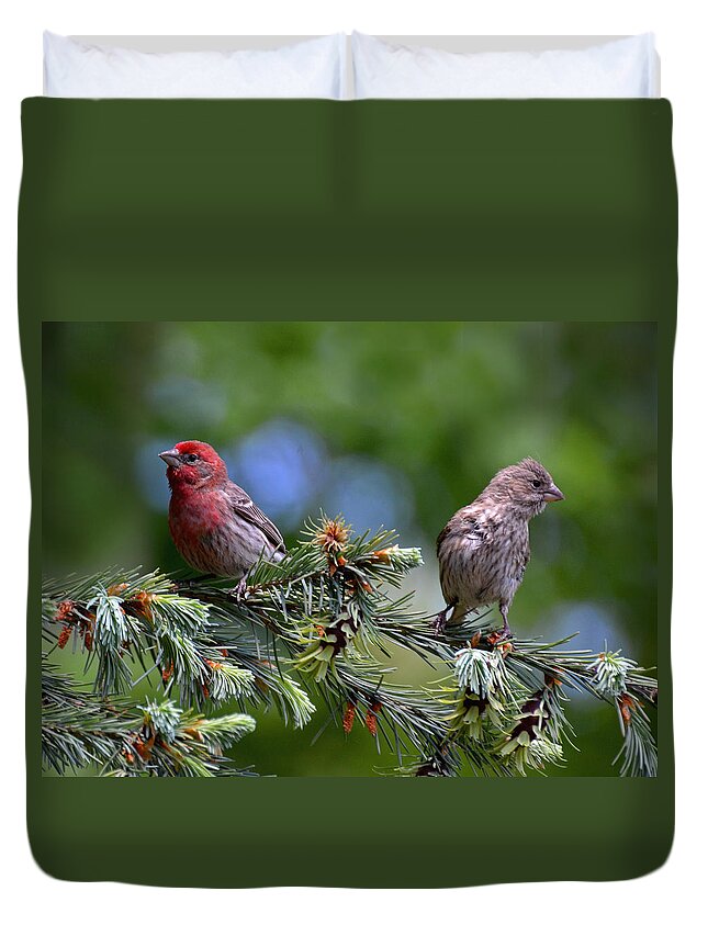 Finch Duvet Cover featuring the photograph Pair of Purple Finches by Rodney Campbell