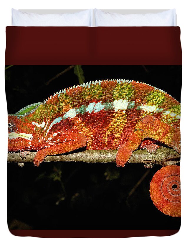 00217753 Duvet Cover featuring the photograph Panther Chameleon by Pete Oxford