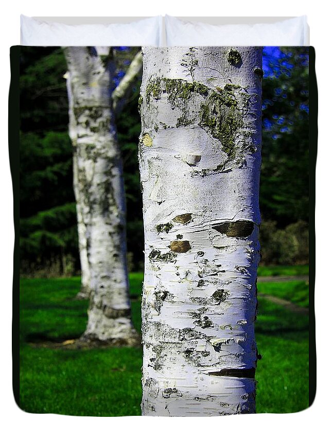  Paper Birch Duvet Cover featuring the photograph Paper Birch Trees by Aaron Berg