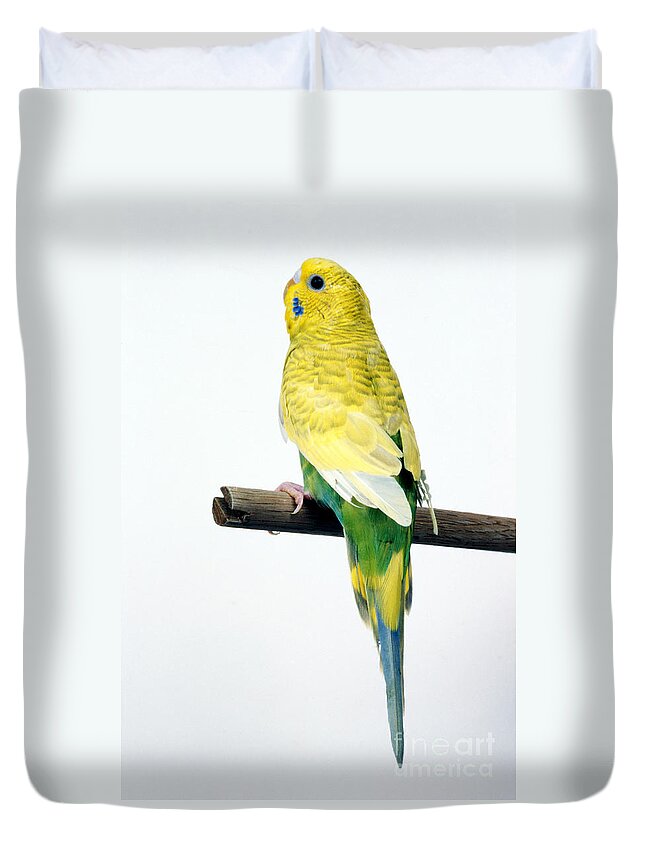 Parakeet Duvet Cover featuring the photograph Parakeet by Aaron Haupt