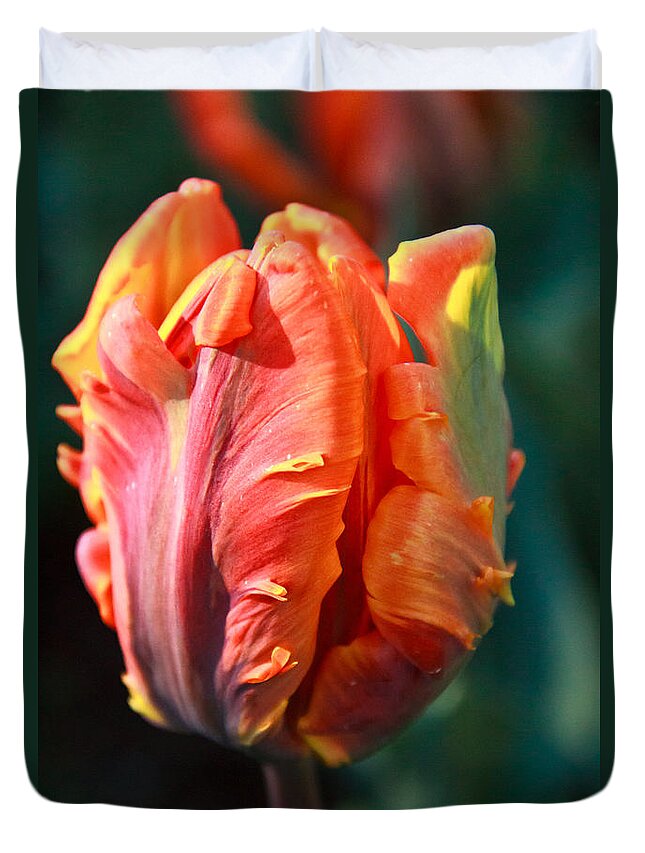 Petals Duvet Cover featuring the photograph Parrot tulip Irene by Eti Reid