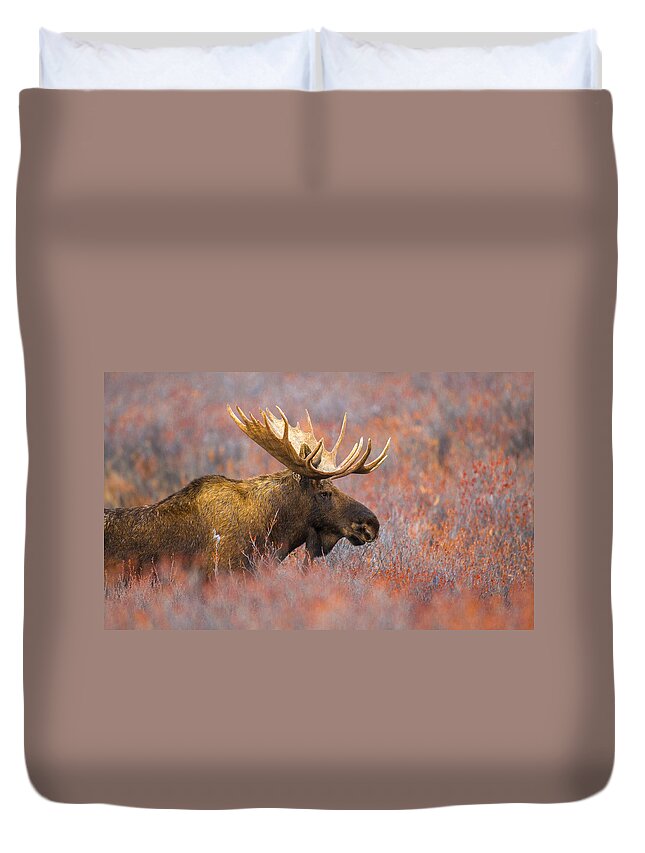 Wildlife Duvet Cover featuring the photograph Patrol by Kevin Dietrich