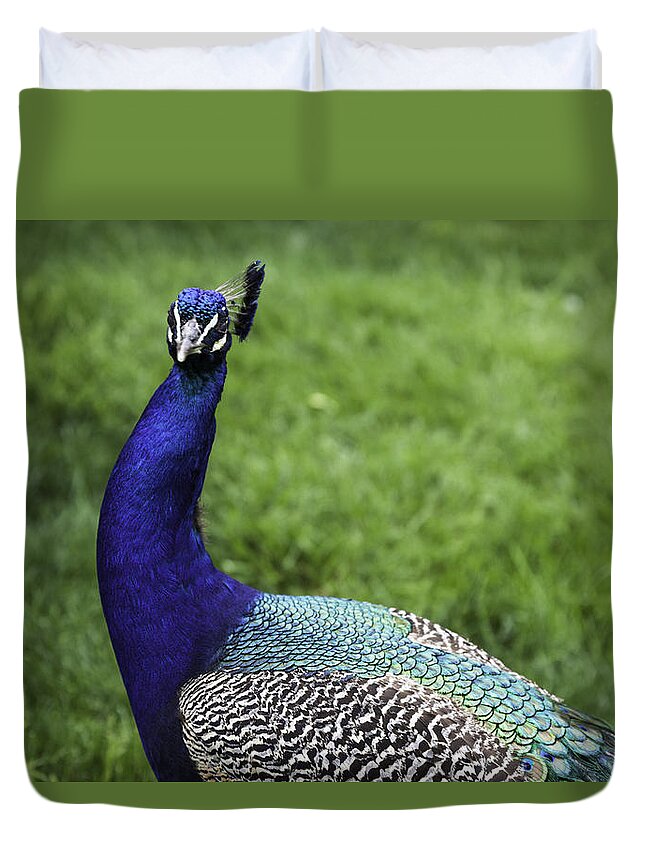 Peacock Duvet Cover featuring the photograph Peacock Beauty 7 by Madeline Ellis